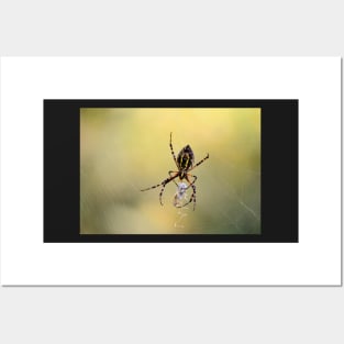 Spider with spider about to emerge from cocoon Posters and Art